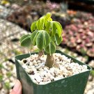 3.5 in Adenia Glauca Rare Succulent Unique Climbing in pot