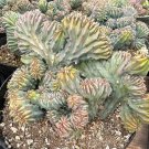 4 in Blue Candle Crested Blue Myrtle Crested Myrtillo Geometrizans inStrictum Cristata in Rare in po