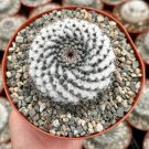 6 in Mammillaria Chionocephall Snowball Powder Puff in  pot