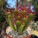 6 in Euphorbia Enopla Pincushion Euphorbia Red Thorn in  pot