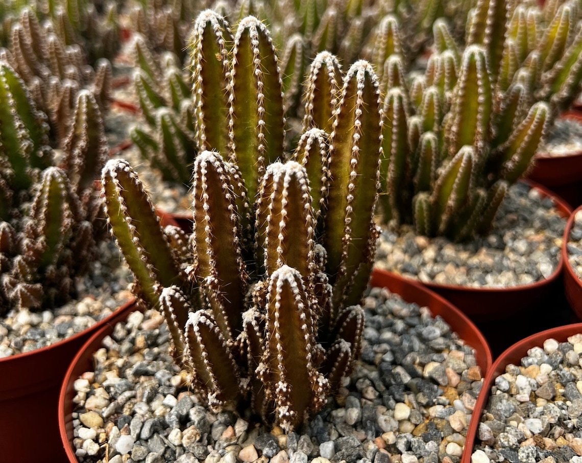 6 in Fairy Castle Clusters in  pot