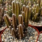 6 in Fairy Castle Clusters in  pot
