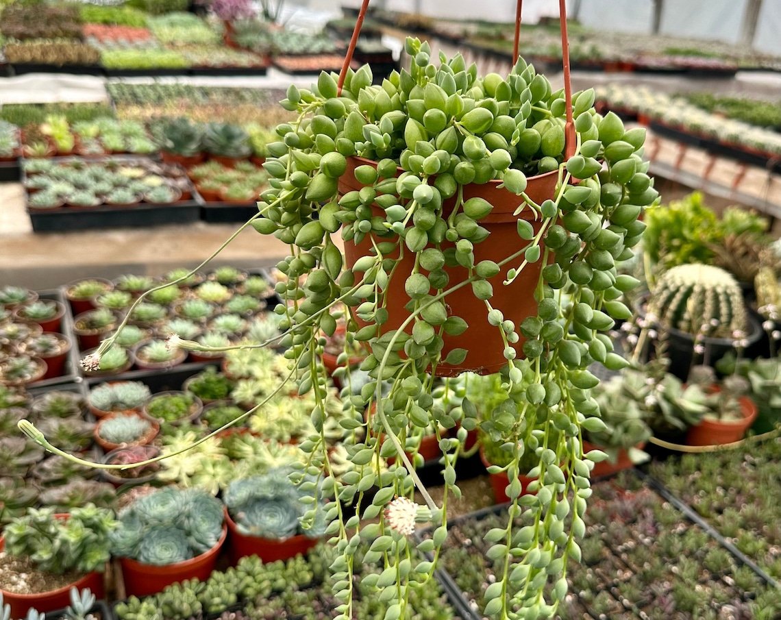 6 in String of Tears Trailing Succulent Hanging in  pot