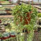 6 in String of Tears Trailing Succulent Hanging in  pot