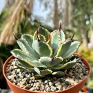 6 in Agave Kissho Kan Lucky Crown Century Variegated Succulent in  pot