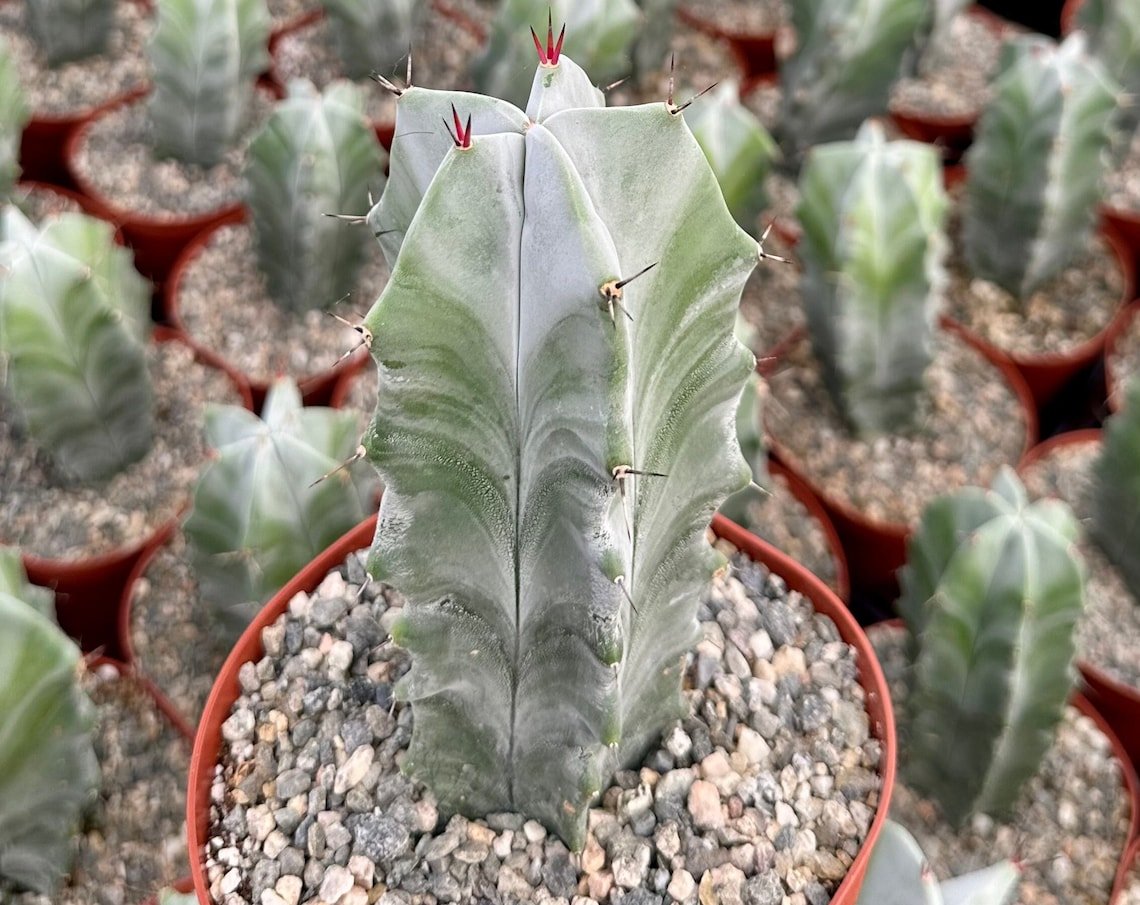 6 in Grey Ghost Organ Pipe Stenocereus Pruinosus Rare in  pot