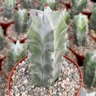 6 in Grey Ghost Organ Pipe Stenocereus Pruinosus Rare in  pot