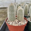 6 in Silver Torch Rare Large Outdoor pot