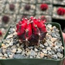 3 in Gymnocalycium Friedrichii Variegated Rare Succulent in pot
