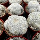 6 in Mammillaria Plumosa Feather in 6 in White Furry Rare pot