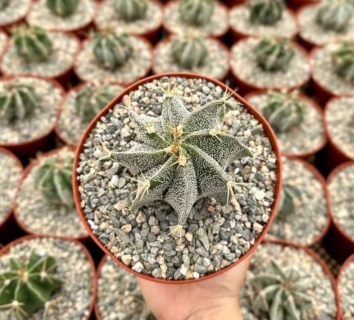 6 in Astrophytum Ornatum Bishop ins Cap Monk ins Hood Start Rare in  pot