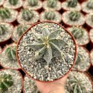 6 in Astrophytum Ornatum Bishop ins Cap Monk ins Hood Start Rare in  pot