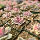 3.5 in Echeveria Rainbow Variegated Succulent Pink Echeveria Rare in pot