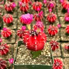 3 in Grafted Gymnocalycium Friedrichii Rare in pot