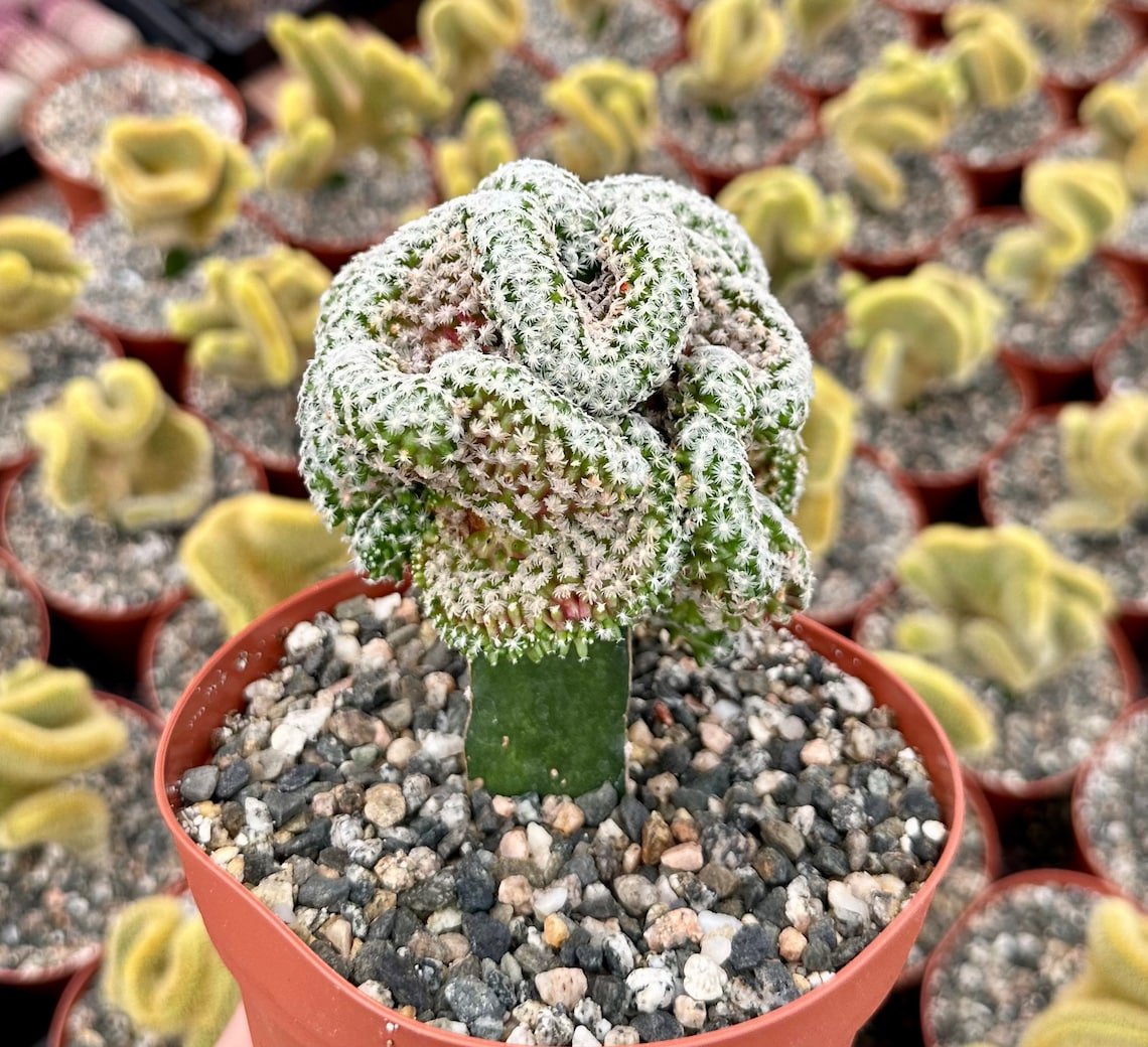 6 in Grafted Different Cacti Varieties in  pot