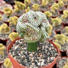 6 in Grafted Different Cacti Varieties in  pot