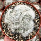 6 in Mammillaria Baumii Crest White Brain Crested Rare in  pot