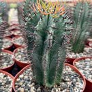 6 in Euphorbia Horrida Boiss Rare Succulent in  pot