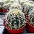 6 in Golden Barrel Echinno Grusonii pot