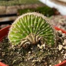 6 in Caterpillar Echinopsis Cristata Rainbow Rare in  pot