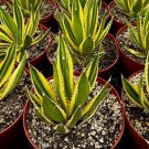 6 in Agave Lophantha Quadricolor Century Variegated Succulent Large in pot