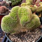 6 in Cleisto Winteri Cristata Golden Rat Tail Crested Rare Exotic Succulent in pot