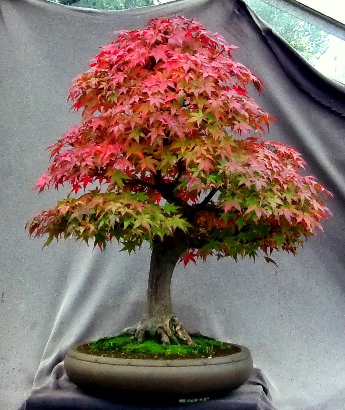 Japanese Thunder Red Maple {Acer Palmatum Inazuma} Fast Growing  Bonsai Favorite