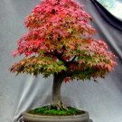 Japanese Thunder Red Maple {Acer Palmatum Inazuma} Fast Growing  Bonsai Favorite