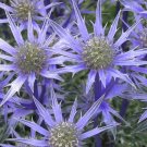 Florist Choice! Blue Star Sea Holly (Eryngium Planium)  50+ Seedsdrought Tolerant Perennial
