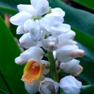 Malacca Ginger {Alpinia Malaccensis} Rare Organic  5 Seeds