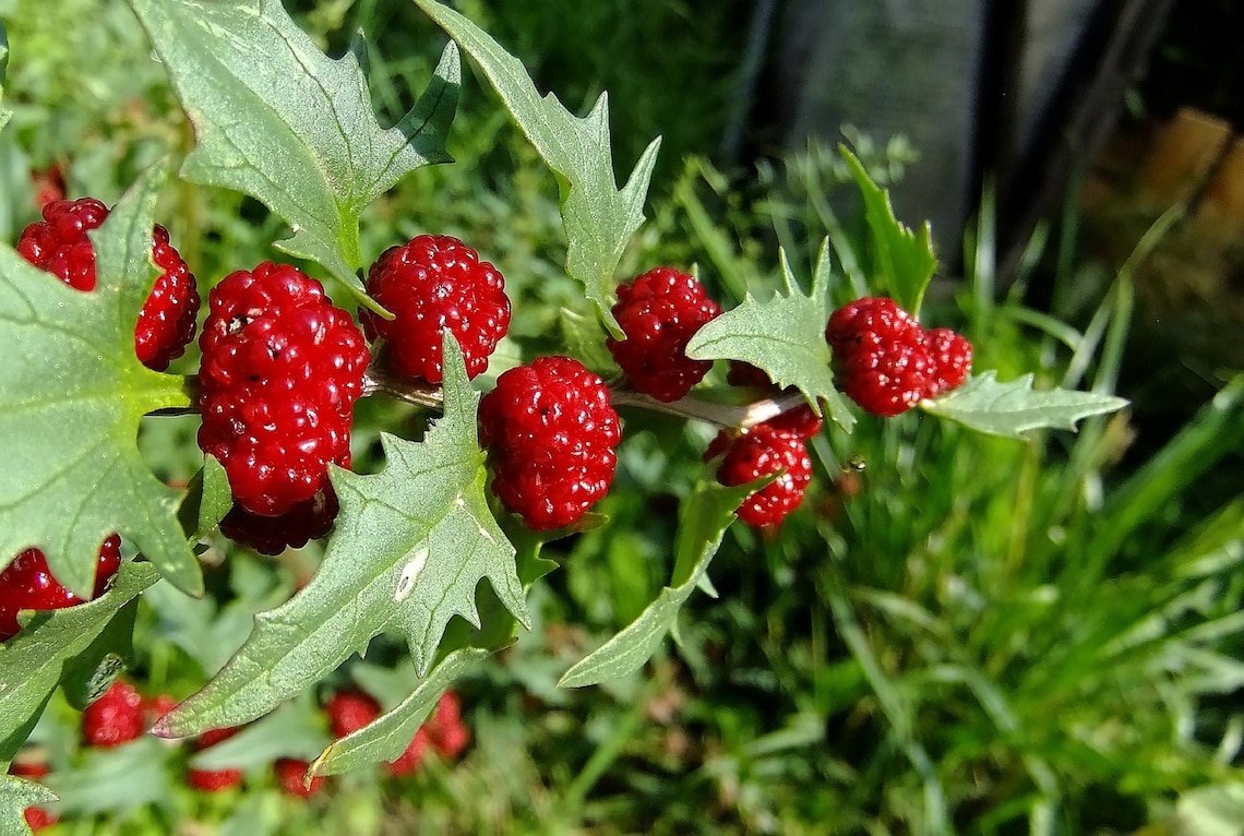 150 Strawberry Spinach Seeds