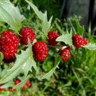 150 Strawberry Spinach Seeds