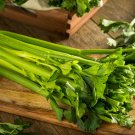 2750+ Celery Seeds Heirloom Non-Gmo Tall Utah (Stringless) Vegetable Seeds For Microgreens Or Planti