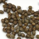 Caper Bush 25+ Seeds {Capparis Spinosa} Edible