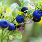 Bilberry Dwarf Shrub {Vaccinium Myrtillus}  30+Seeds