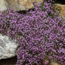 Pink Rock Soapwort Flower 1000+ Seeds (Saponaria Ocymoides)