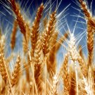 Organic Einkorn {Triticum M.} Superfood  100+Seeds