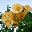 Yellow Trumpet Creeper {Campsis Radicans Var. Flava} Showy Climber  80+ Seeds