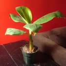 Dwarf Cavendish {Musa Acuminata} Fruiting  5 Seeds