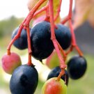 Nannyberry Tree Shrub {Viburnum Lentago) Edible  20 Seeds