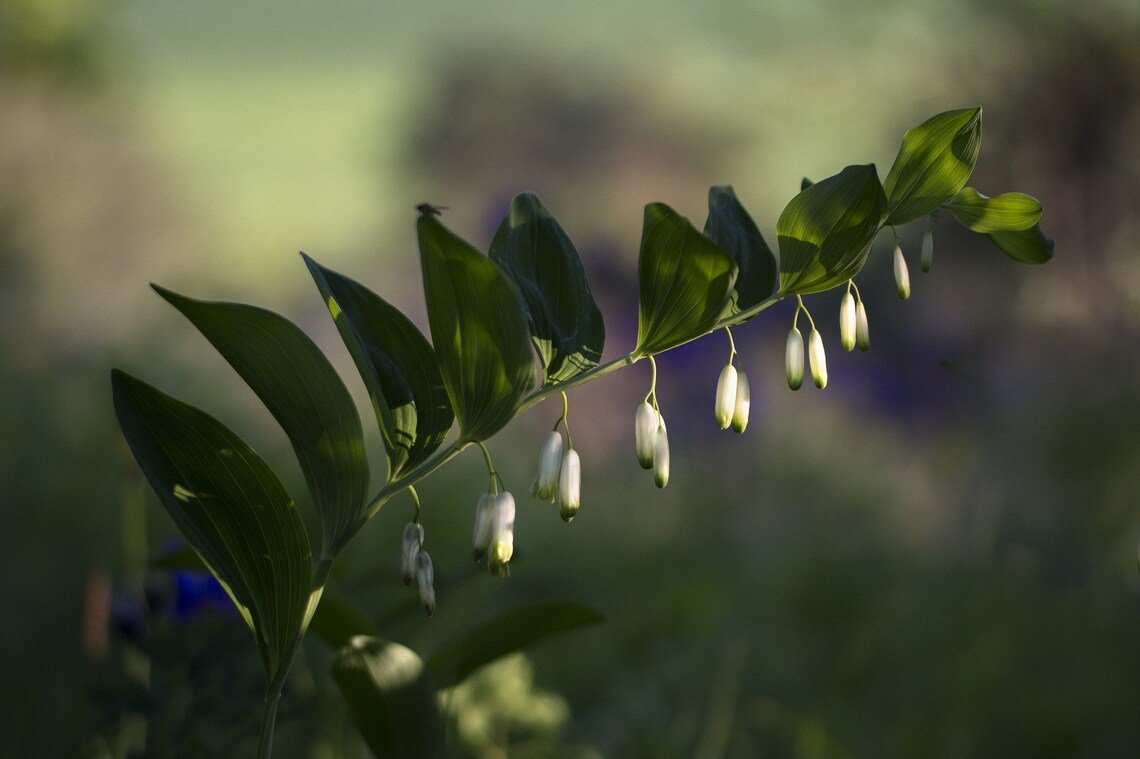 Solomon'S Seal {Polygonatum Bi-Florum} Non-Gmo  10 Seeds
