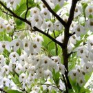 Japanese Snowbell {Styrax Japonica} Showy Ornamental  20 Seeds