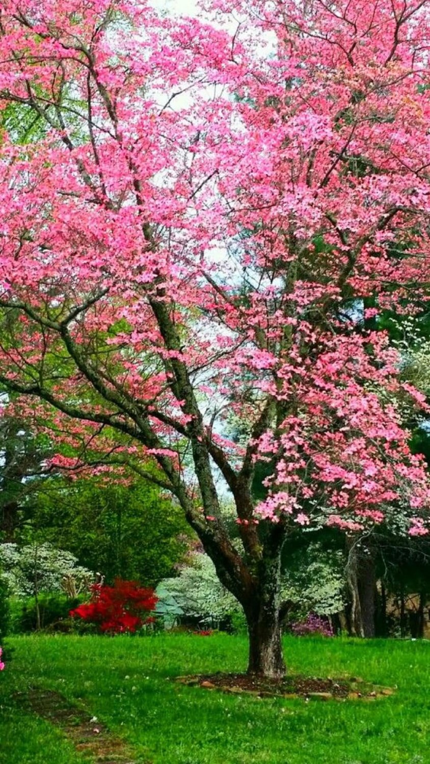 Princess Tree {Paulownia Tomentosa} Fast Growing Tree 4Ft Per Year!  50+ Seeds