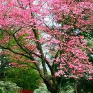 Princess Tree {Paulownia Tomentosa} Fast Growing Tree 4Ft Per Year!  50+ Seeds