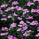100+ Dwarf Pink Periwinkle Seeds (Vinca Rosea Delicata) Flowers Ground Cover