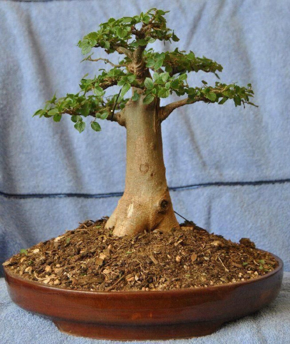 Baobab Tree {Adansonia Digitata} Bonsai Favorite  5 Viable Untreated Seeds