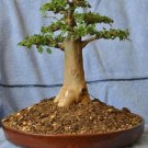 Baobab Tree {Adansonia Digitata} Bonsai Favorite  5 Viable Untreated Seeds