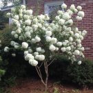 Chinese Snowball 40 + Seeds {Viburnum Ichangense} Fast Growing Ornate Showy Hedge