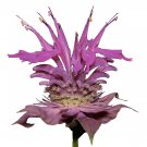Wild Bergamot 600+ Seeds {Monarda Fistulosa}