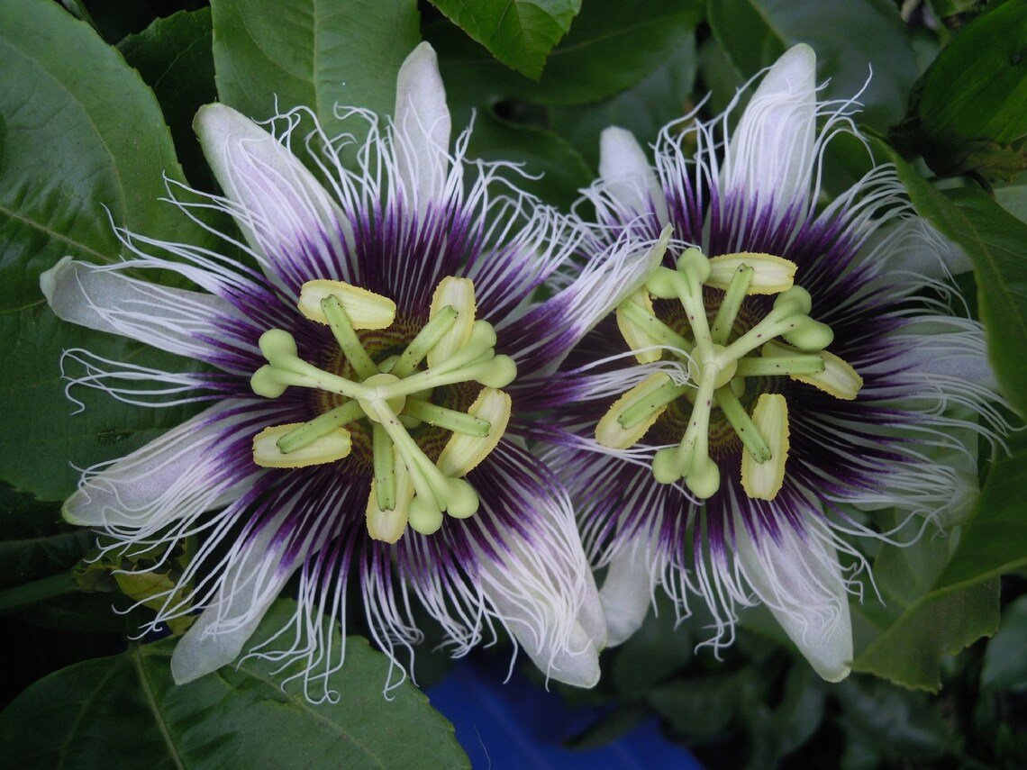 Purple Passion Fruit {Passiflora Edulis} Organic  10 Seeds